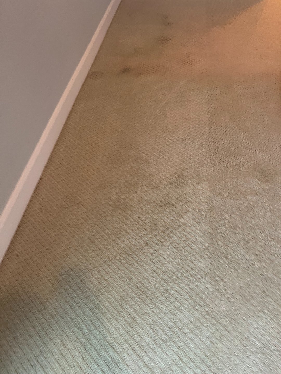 carpet cleaning, steam cleaning, shampooing, Galveston Texas Thumbnail