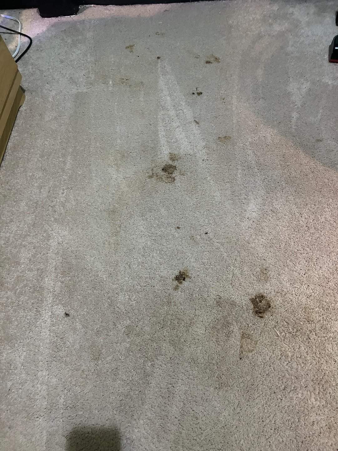 carpet cleaning, steam cleaning, Deep cleaning, friendswood Texas Thumbnail