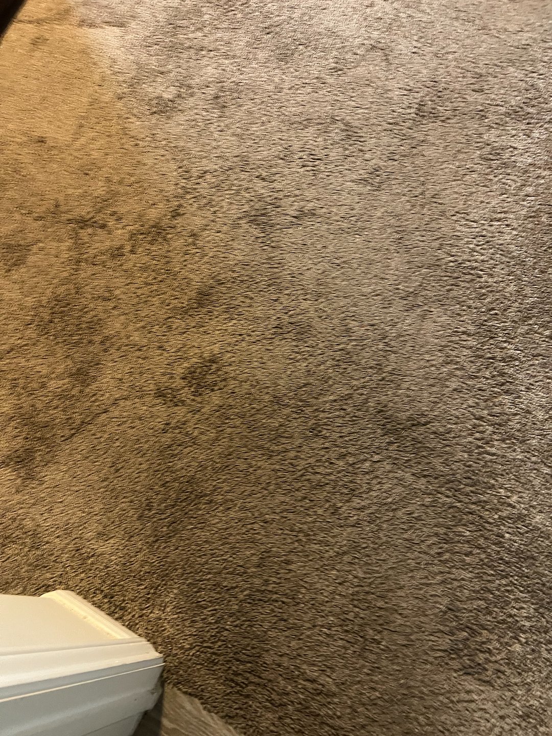 Carpet cleaning, steam cleaning, Deep cleaning, Beaumont Texas (2) Thumbnail