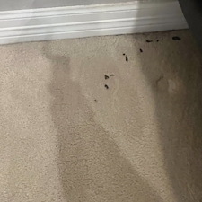 Carpet-cleaningsteam-cleaningBaytown-tx-1 2